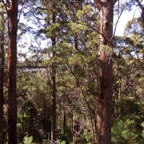0708_Australien_0135_WA_Tree_Top_Walk.jpg