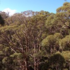 0708_Australien_0143_WA_Tree_Top_Walk.jpg
