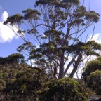 0708_Australien_0152_WA_Tree_Top_Walk.jpg