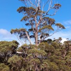 0708_Australien_0156_WA_Tree_Top_Walk.jpg