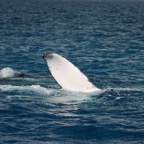 0709_Australien_0842_Whale_Watching.jpg