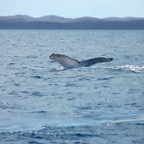0709_Australien_0847_Whale_Watching.jpg