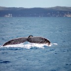 0709_Australien_0848_Whale_Watching.jpg