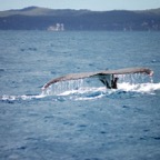 0709_Australien_0849_Whale_Watching.jpg