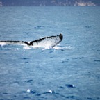 0709_Australien_0851_Whale_Watching.jpg