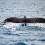 0709_Australien_0855_Whale_Watching.jpg