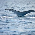 0709_Australien_0857_Whale_Watching.jpg