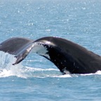 0709_Australien_0863_Whale_Watching.jpg