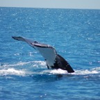 0709_Australien_0865_Whale_Watching.jpg
