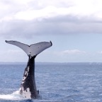 0709_Australien_0876_Whale_Watching.jpg