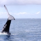 0709_Australien_0877_Whale_Watching.jpg