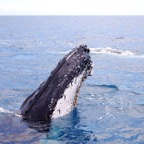 0709_Australien_0885_Whale_Watching.jpg