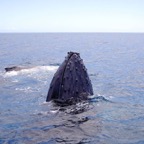 0709_Australien_0887_Whale_Watching.jpg