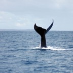 0709_Australien_0889_Whale_Watching.jpg