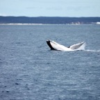 0709_Australien_0890_Whale_Watching.jpg