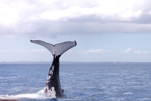 0709_Australien_0876_Whale_Watching